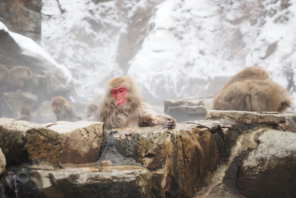 a group of monkeys sitting on top of a stone wall