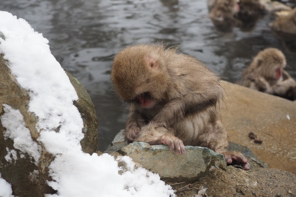 a couple of monkeys sitting on top of a rock