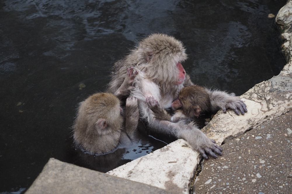 a couple of monkeys that are in the water
