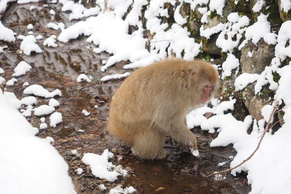 a brown monkey standing on top of a snow covered ground