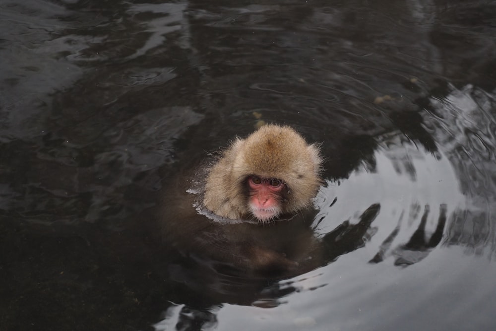 um macaco nadando em um corpo de água