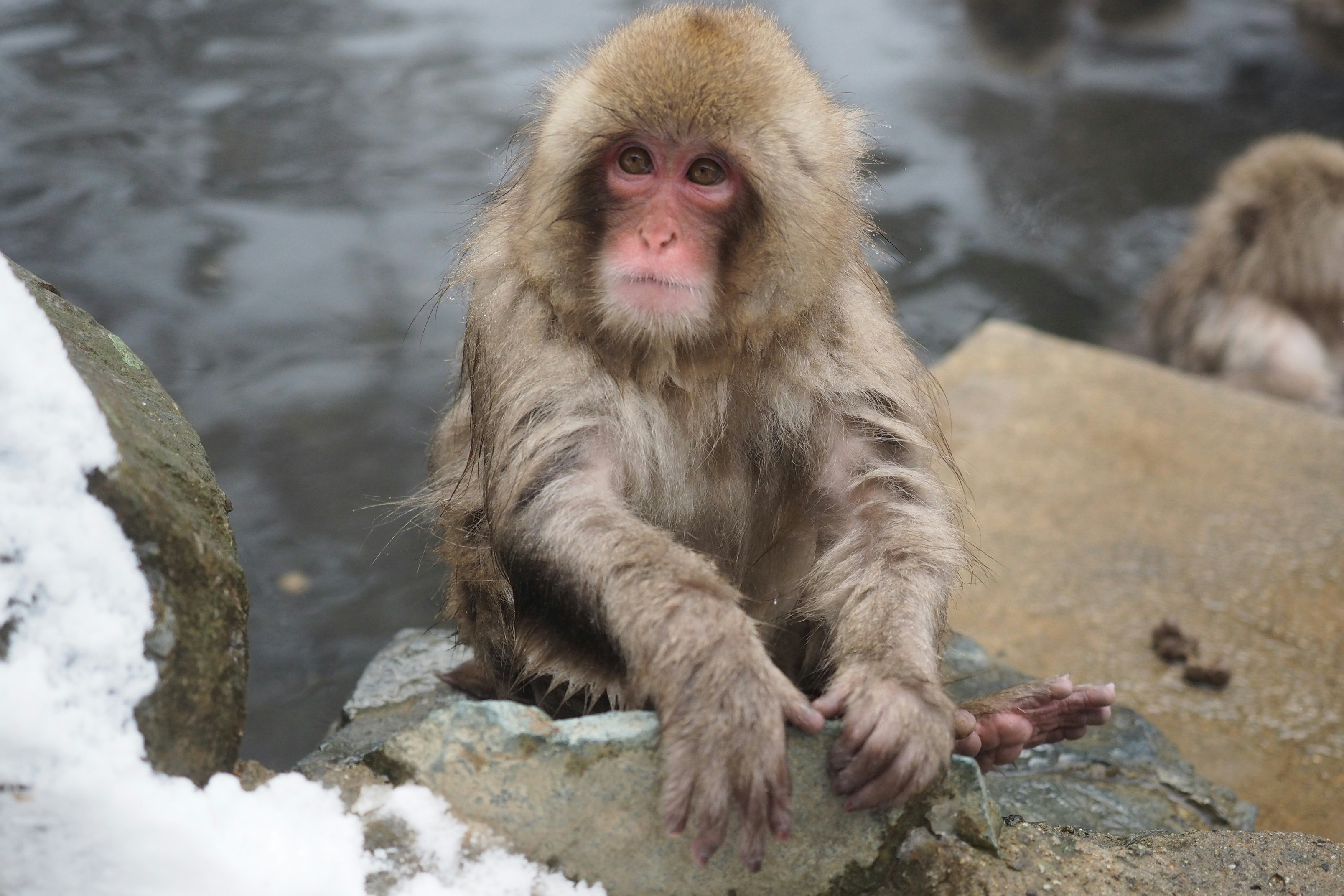 a monkey sitting on a rock next to a body of water, 