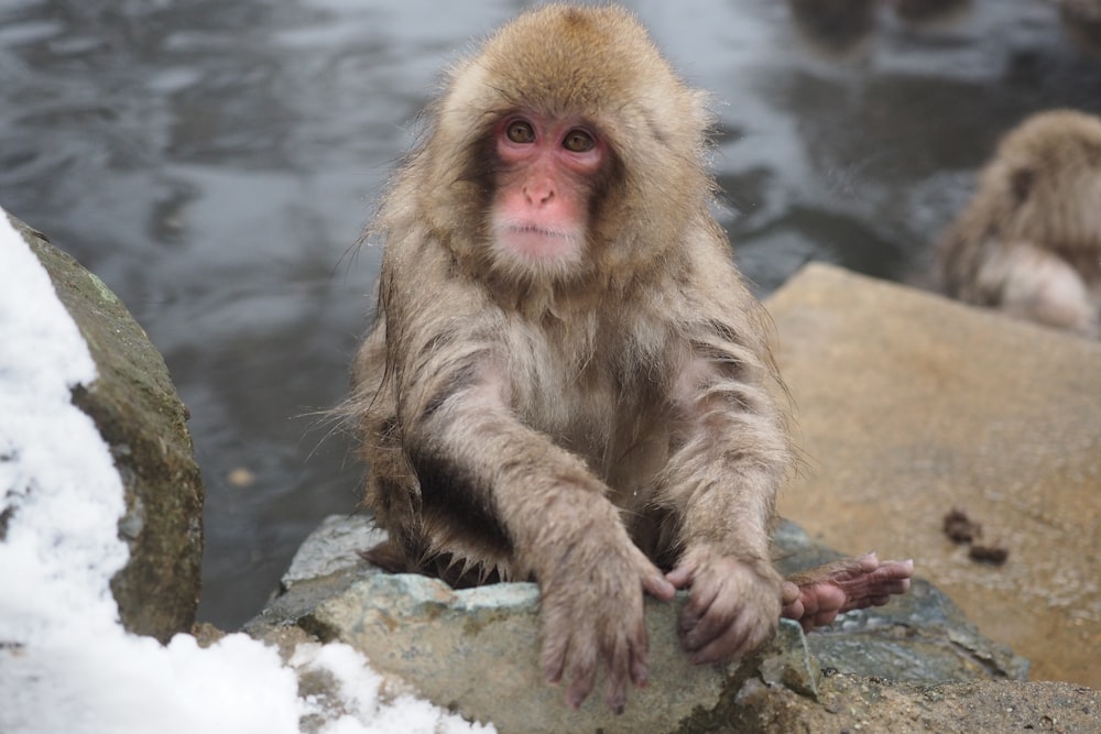 a monkey sitting on a rock next to a body of water