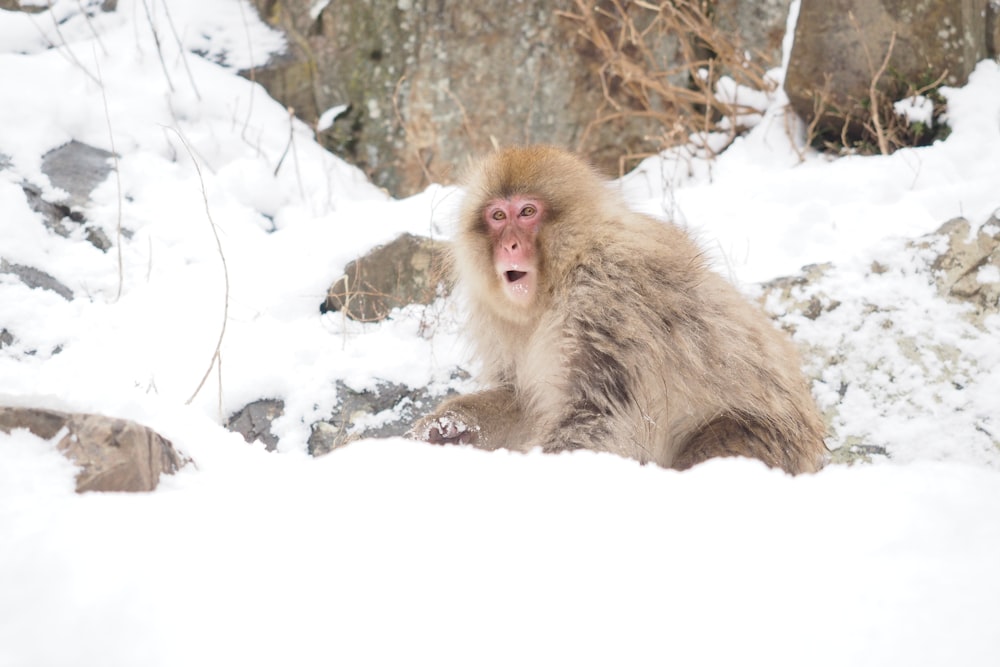 a monkey sitting in the snow with its mouth open