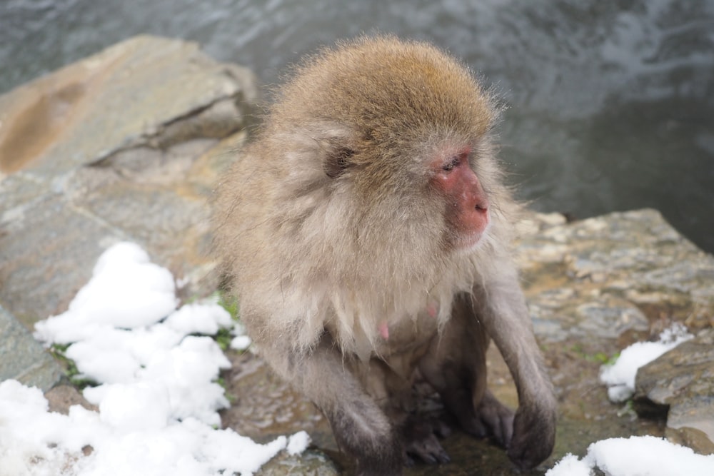 a monkey sitting on a rock in the snow