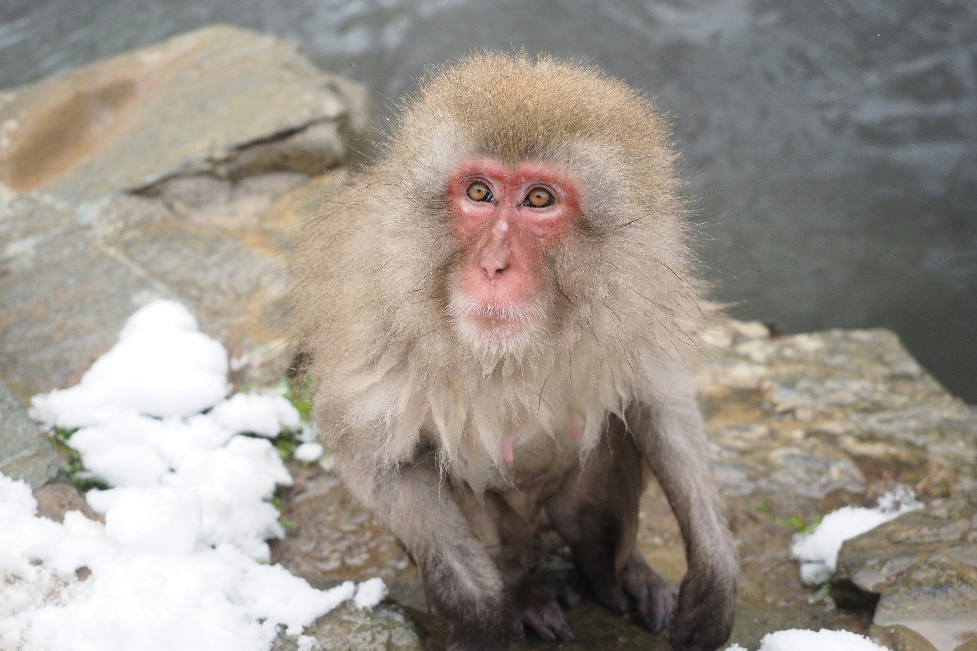 a monkey sitting on a rock in the snow, 
