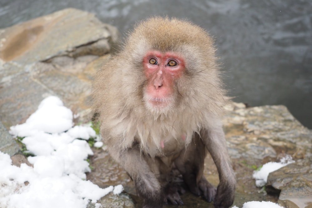 a monkey sitting on a rock in the snow
