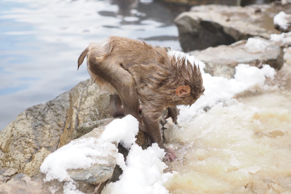 a wet dog standing on a rock next to a body of water