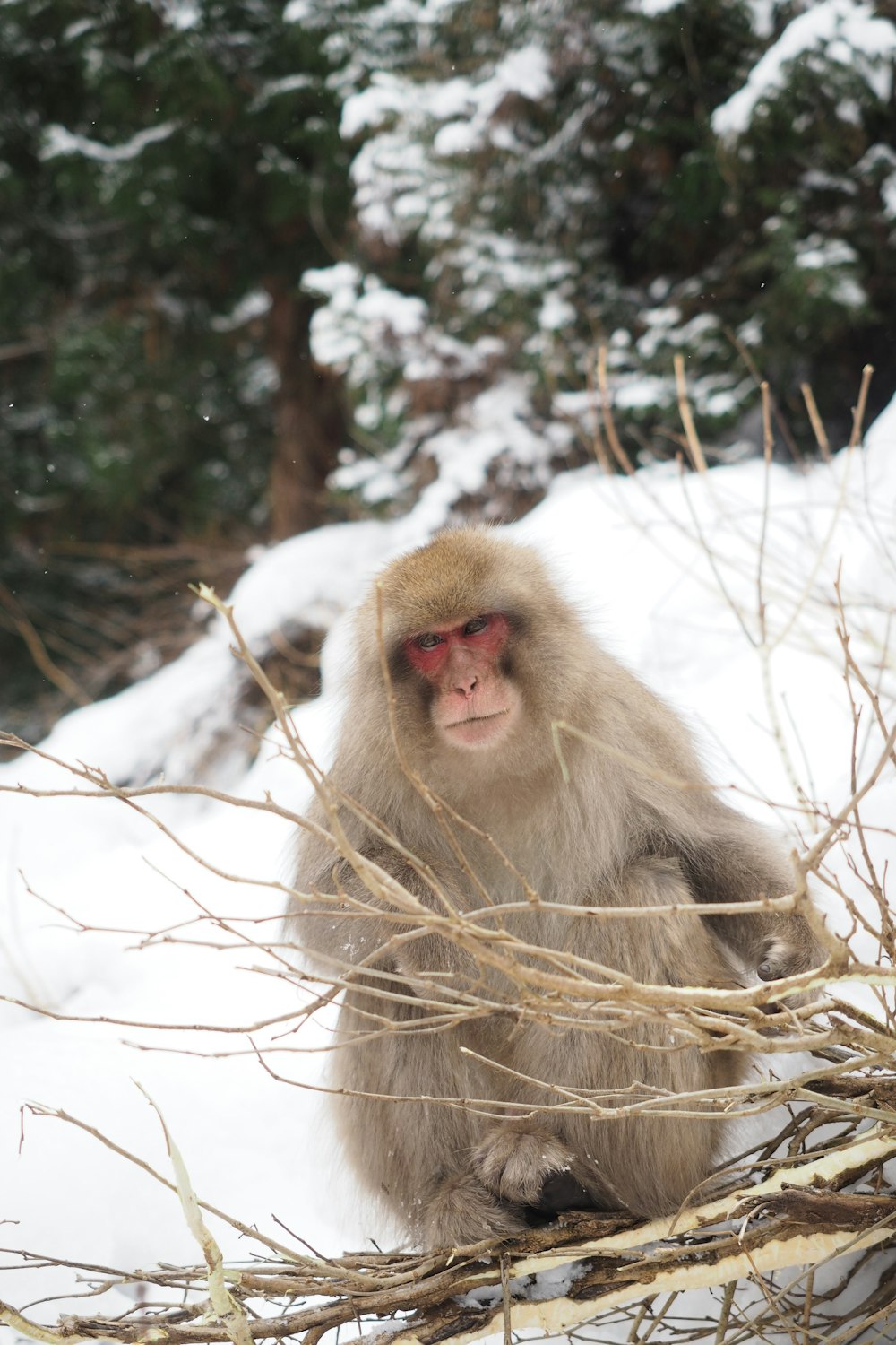 a monkey that is sitting in the snow