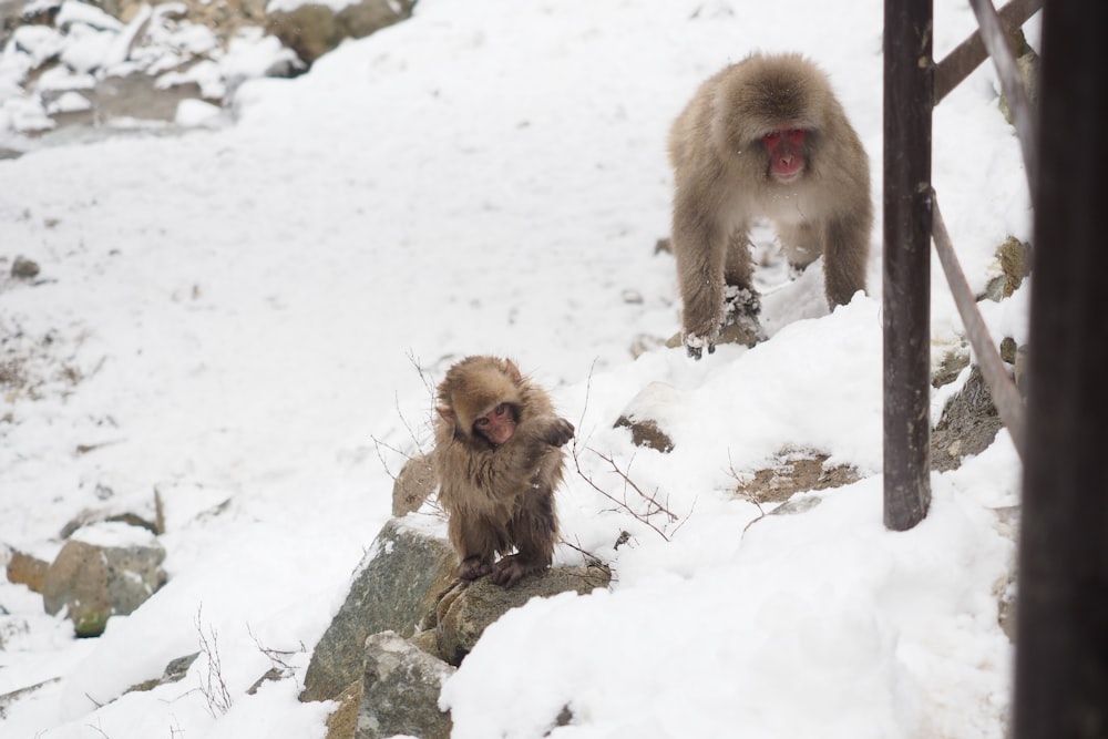a couple of monkeys that are standing in the snow