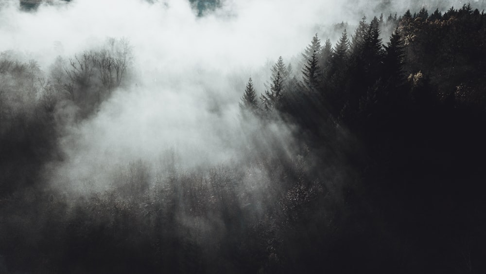 a forest covered in fog with trees in the foreground