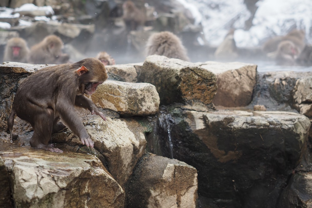 a group of monkeys sitting on top of rocks
