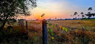 A warm sunset over a traditional Guaraní chacra with native plants and rustic wooden fences.