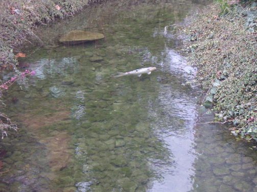 A peaceful hill stream loach resting on riverbed stones surrounded by aquatic plants.