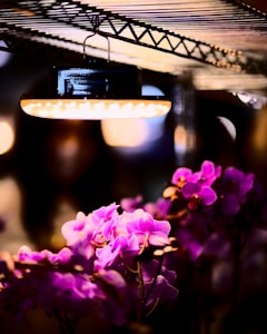 Orquídeas Suaves