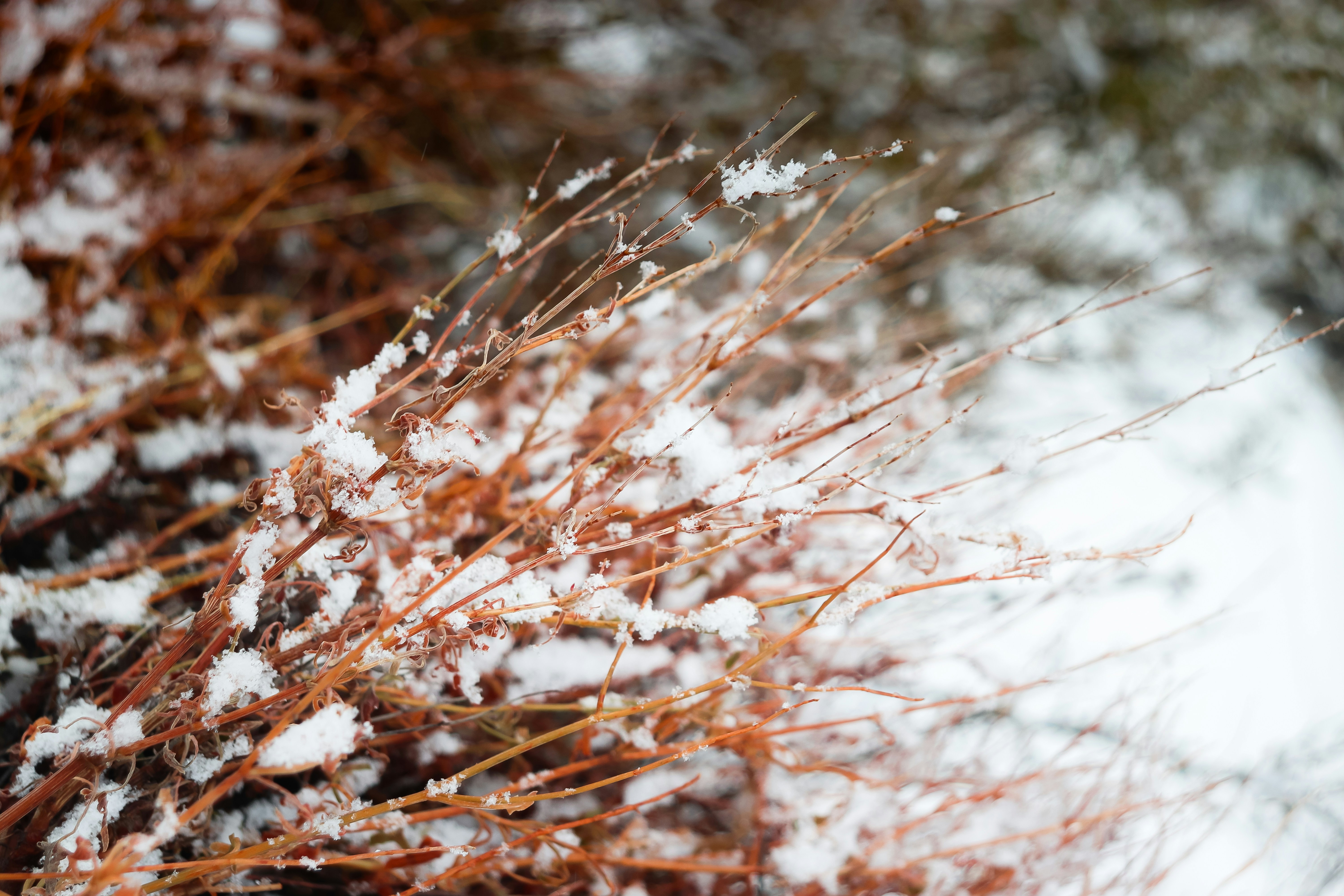 Photo by ayeshamushtaq