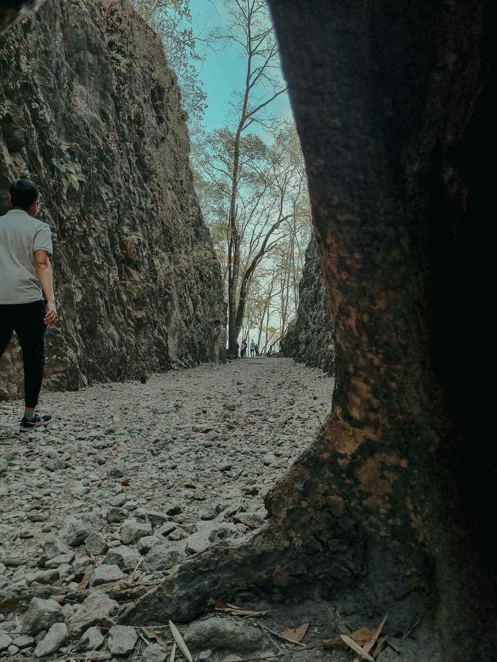 a man walking down a rocky road next to a tree