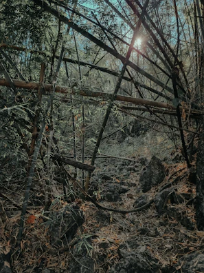 Sunlight filtering through trees onto a bamboo walking stick standing upright in the forest.
