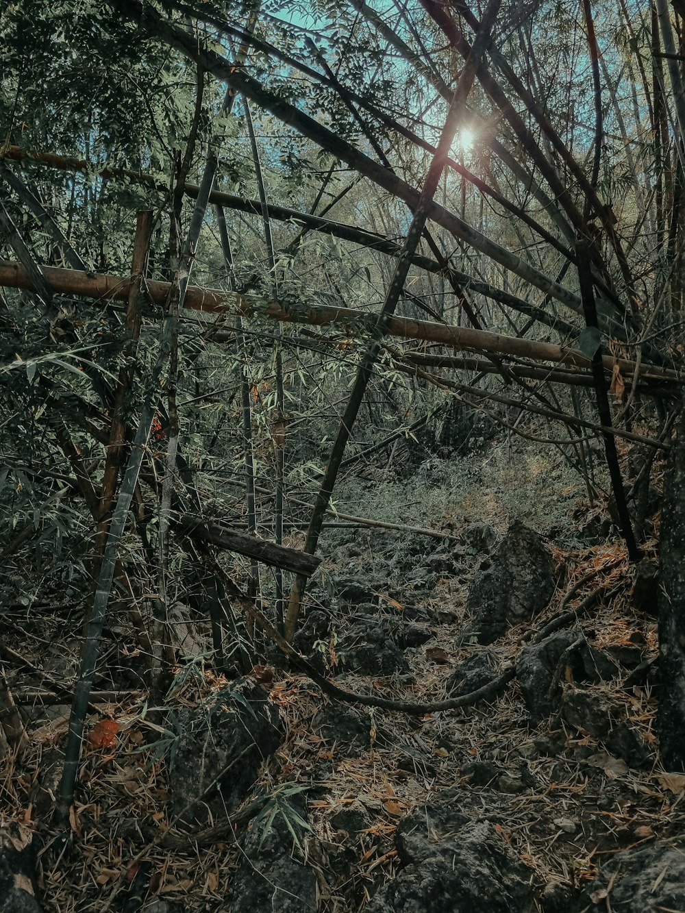 il sole splende tra gli alberi nel bosco