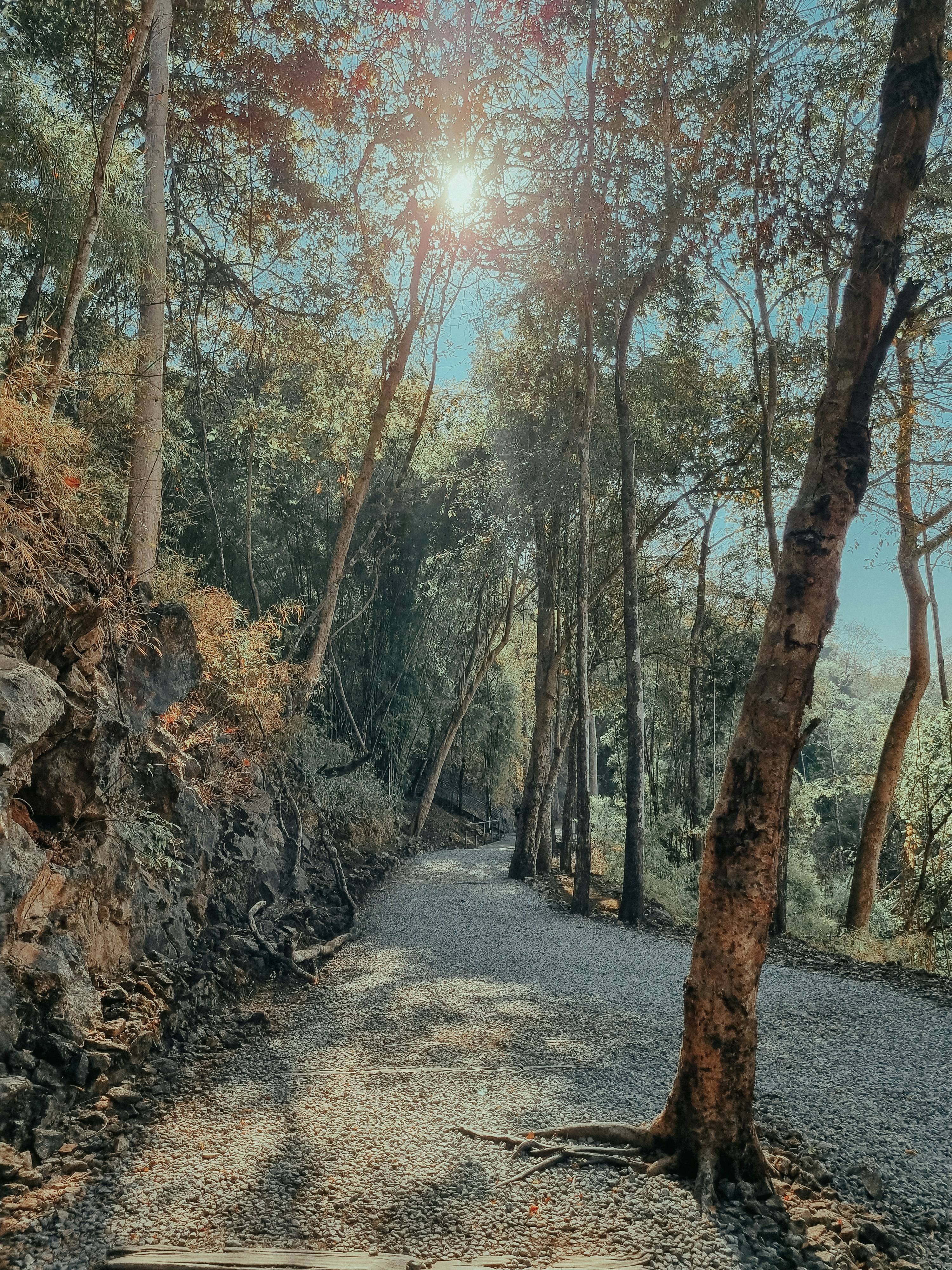a dirt road surrounded by trees and rocks