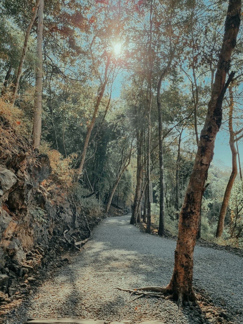 a dirt road surrounded by trees and rocks