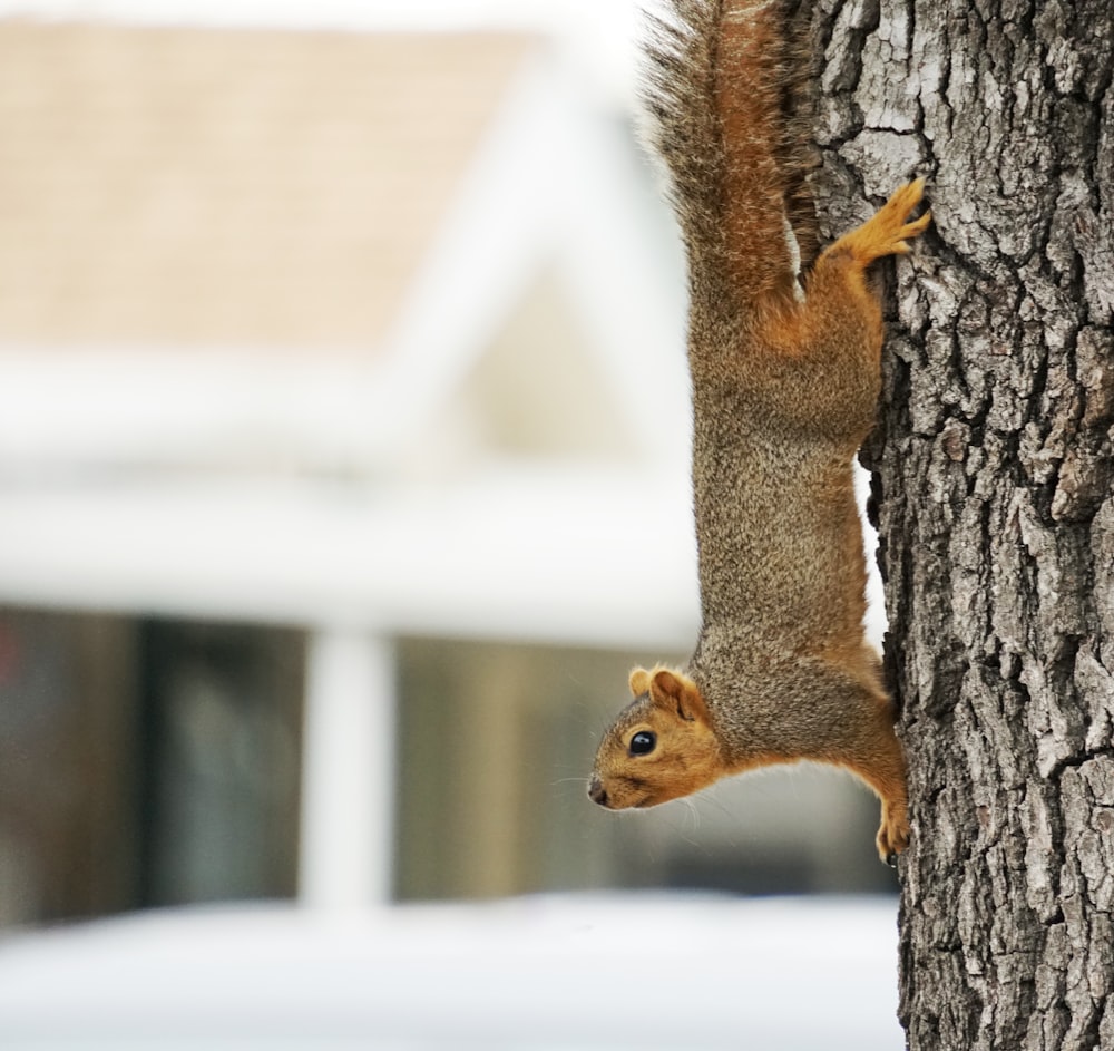 a squirrel climbing up the side of a tree