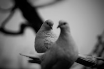 Two doves perch closely together on a branch, rendered in black and white. One dove is in sharp focus, showing detailed feather textures, while the second dove appears slightly blurred in the foreground, creating a sense of depth. The background is abstract and out of focus, emphasizing the birds as the central subjects.