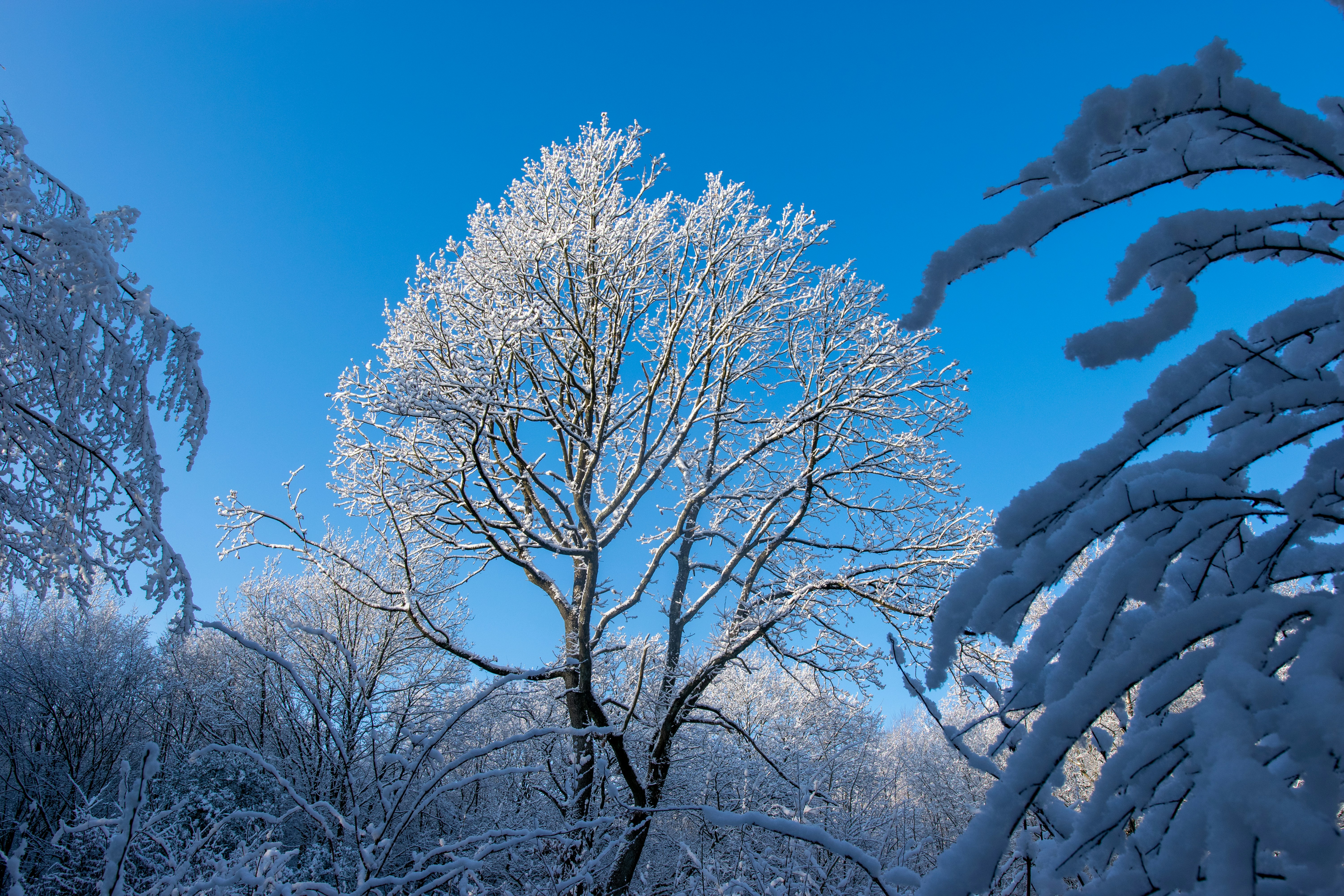 Un albero coperto di neve con un cielo blu sullo sfondo