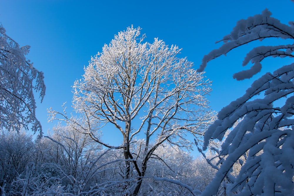 a tree covered in snow with a blue sky in the background