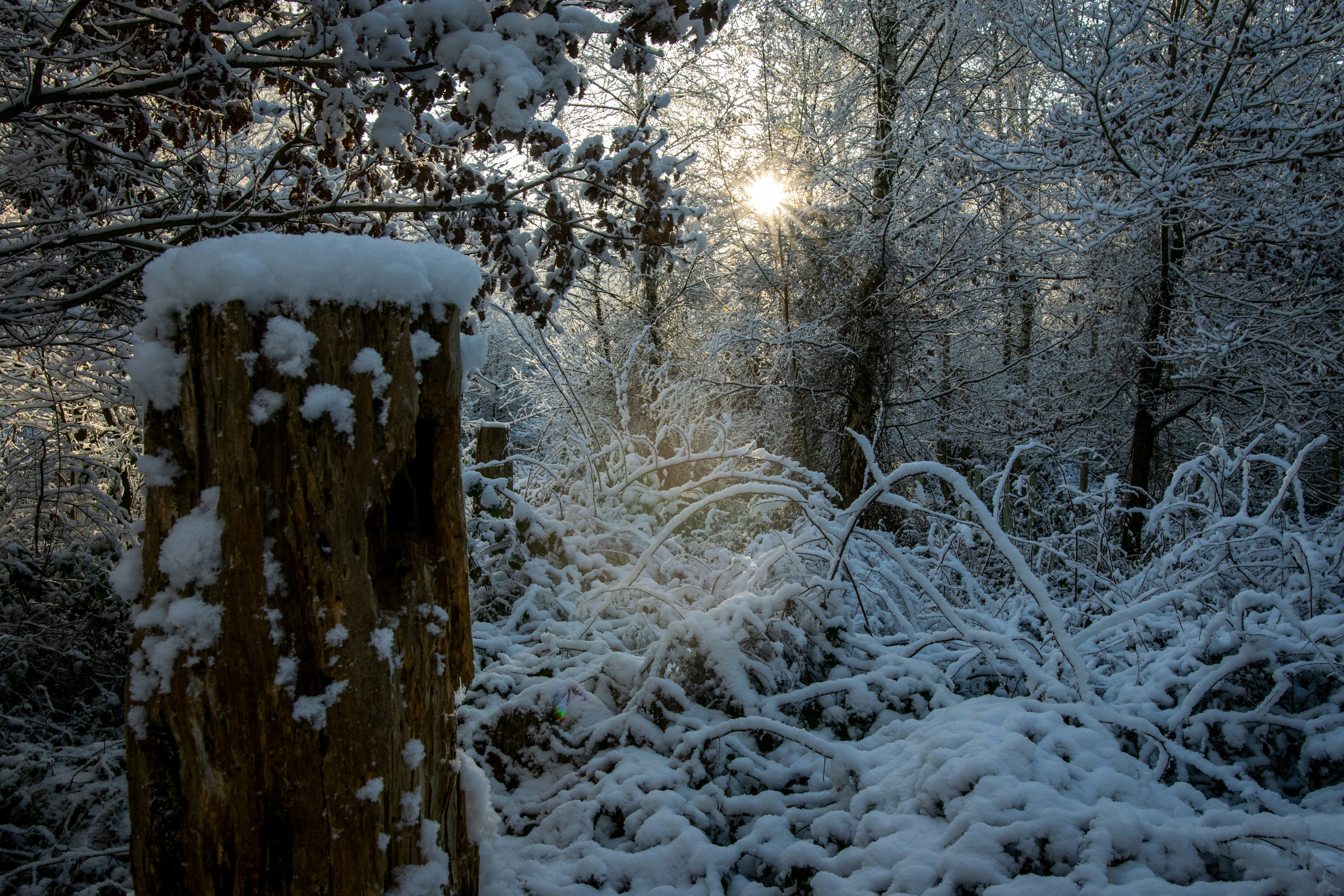 una foresta innevata piena di molti alberi