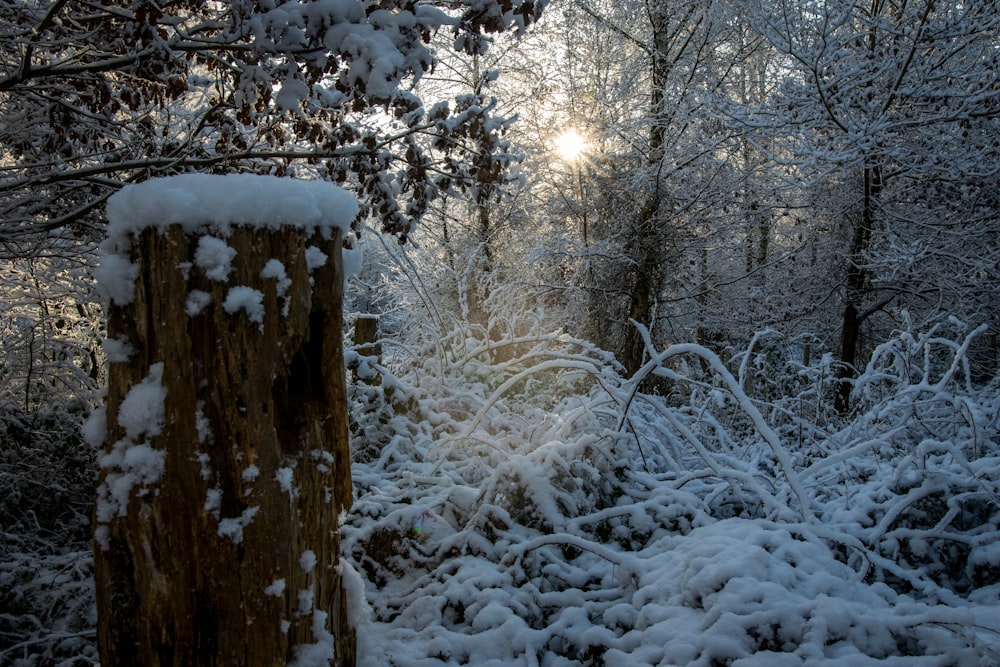 a snow covered forest filled with lots of trees