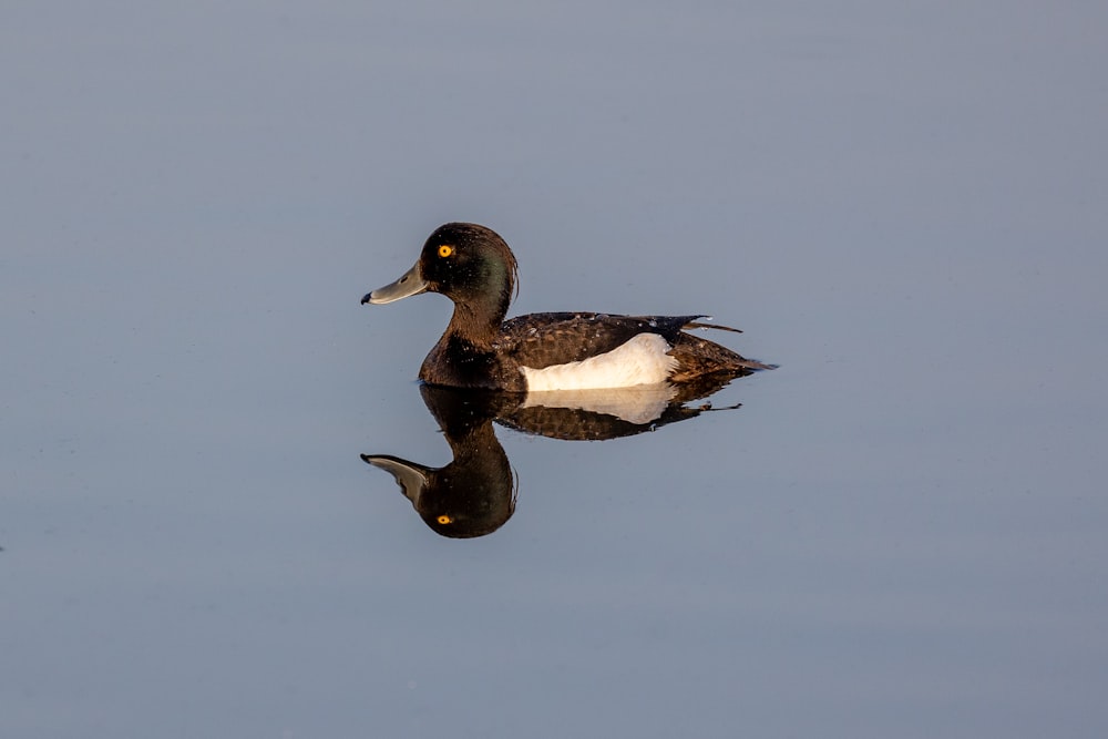 a duck floating on top of a body of water