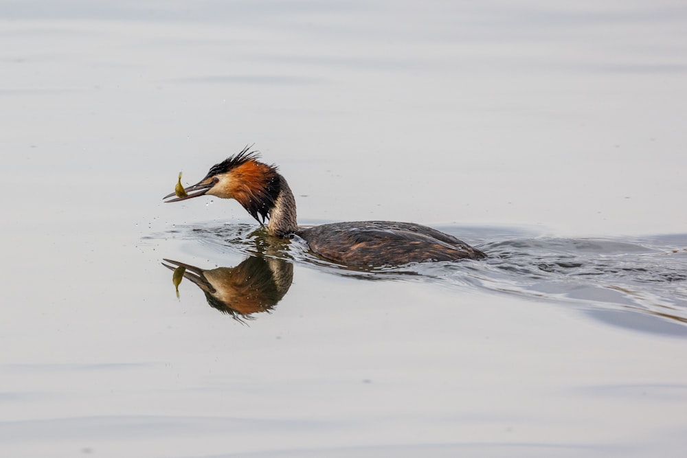 a bird with a fish in its mouth in the water