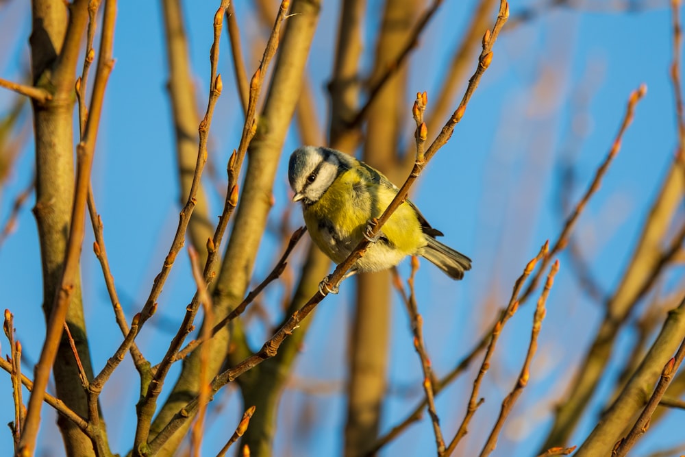 a small bird perched on top of a tree branch