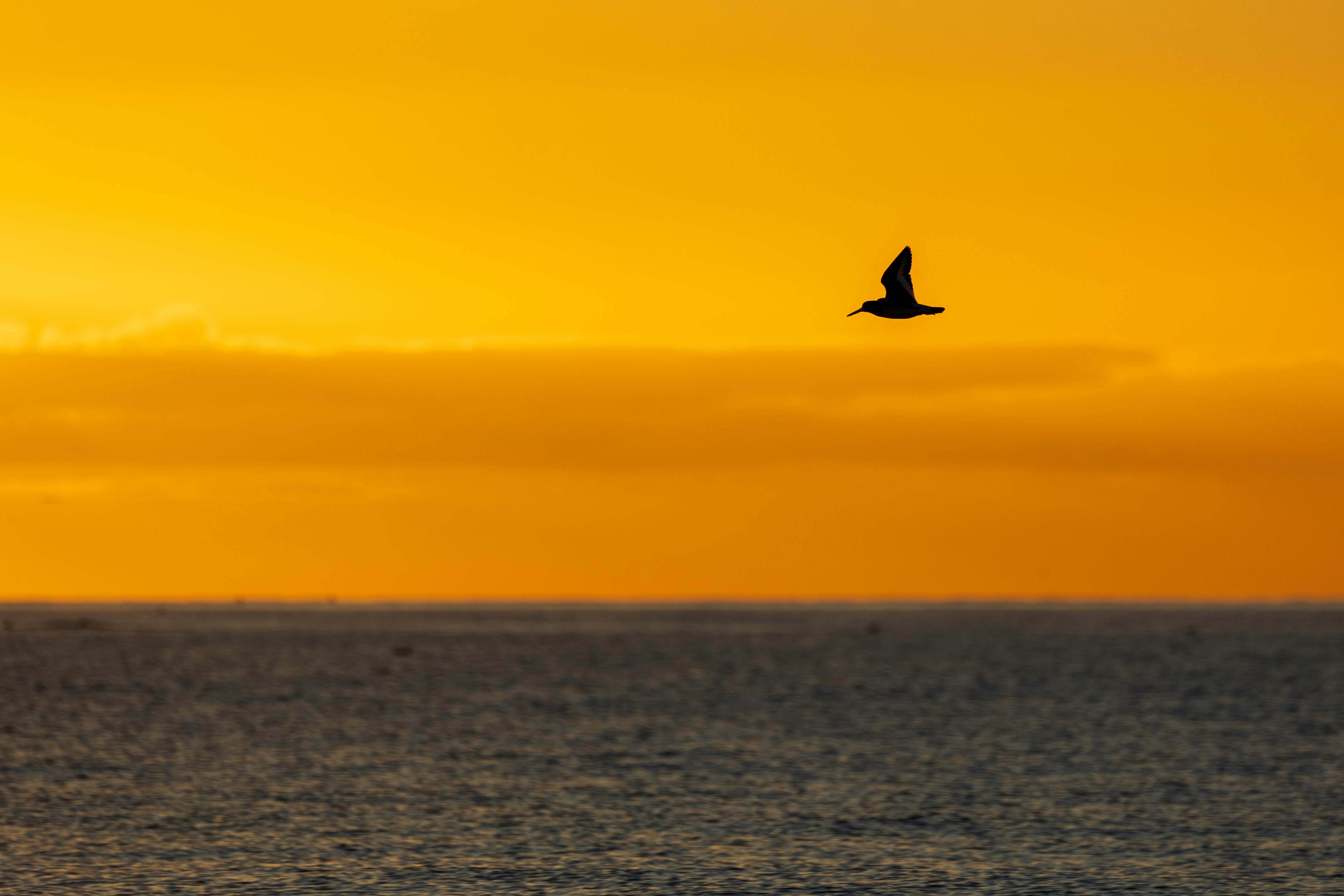 Photo by octopus_photo