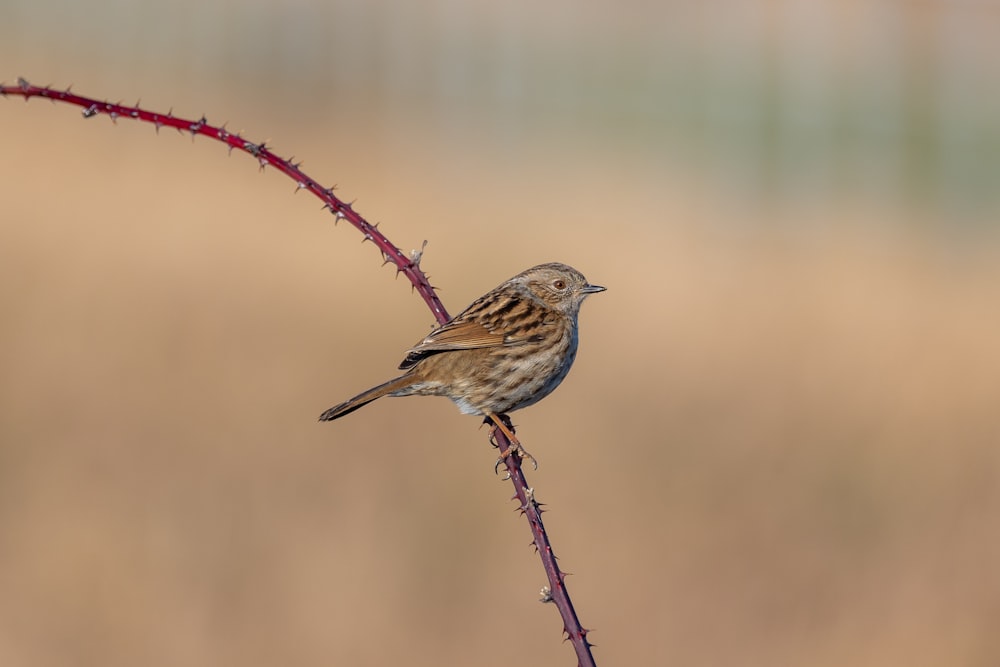 a small bird sitting on top of a plant