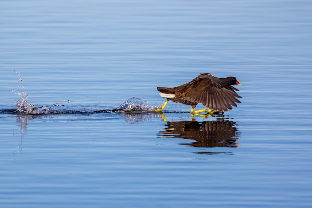 a bird landing on a body of water