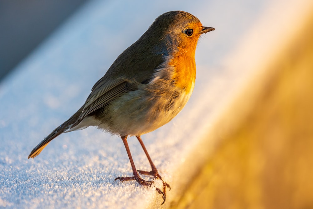 a small bird standing on a ledge in the snow