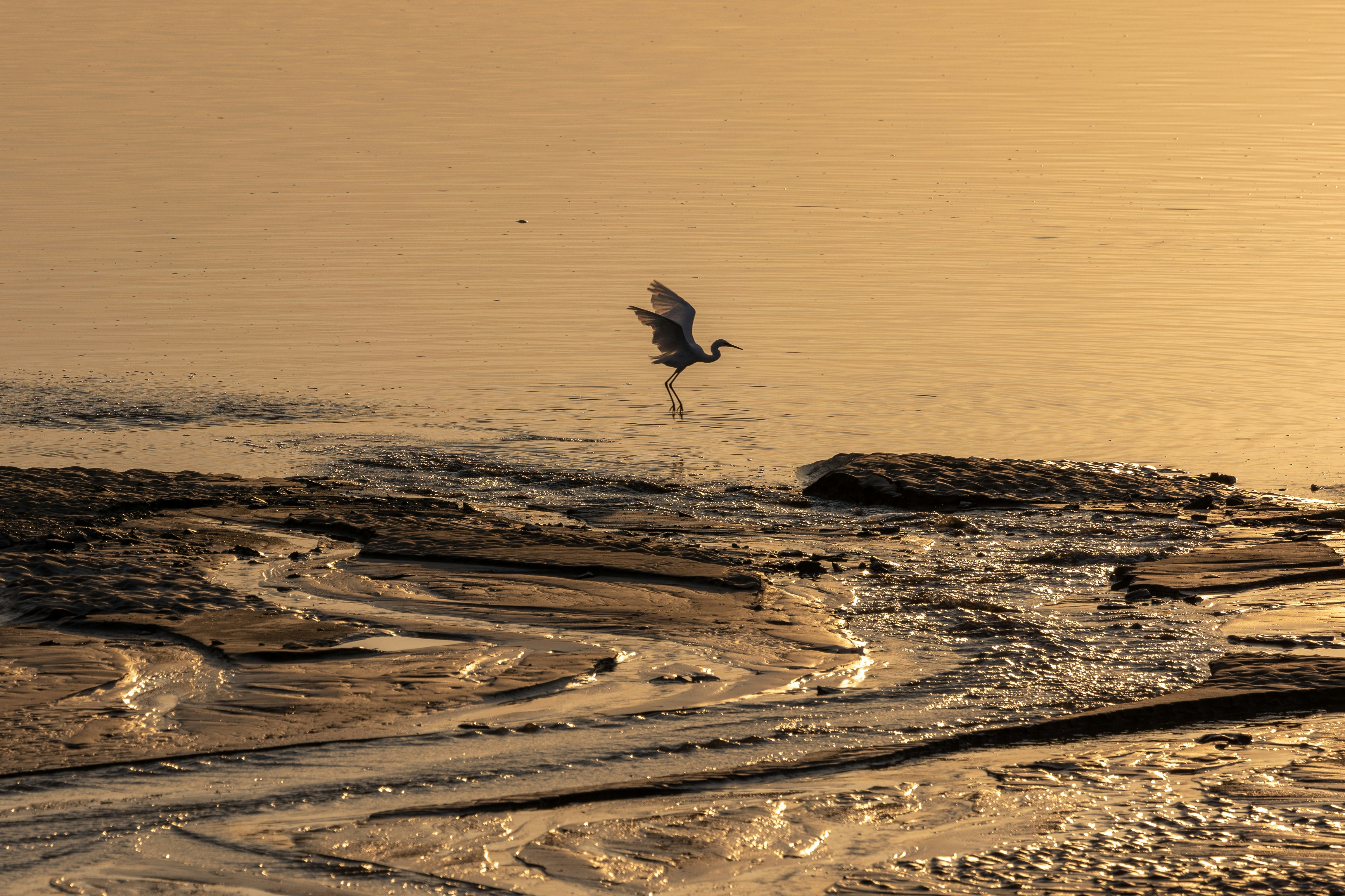 Photo by octopus_photo