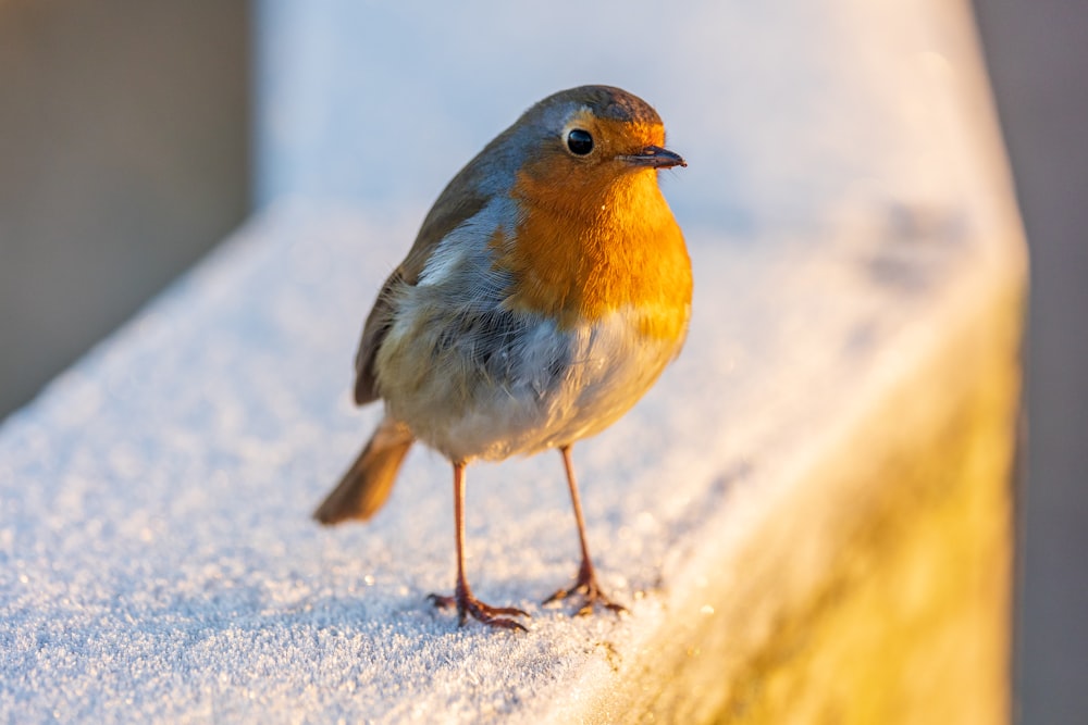 a small bird standing on a ledge in the snow