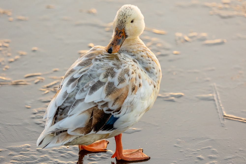 a duck standing in the water on a beach