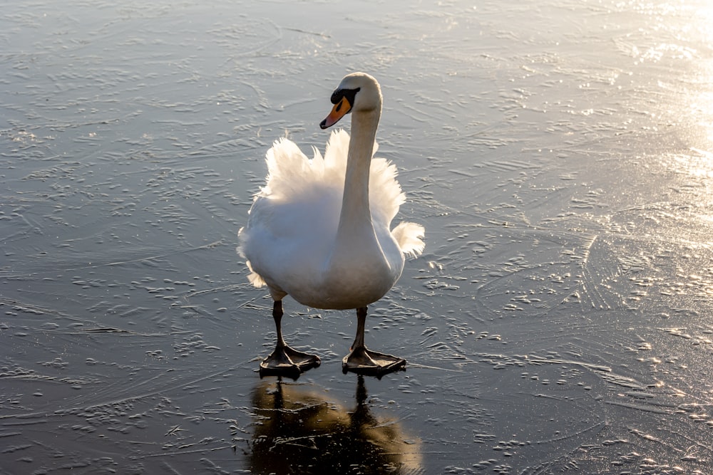 a white swan standing on top of a wet beach