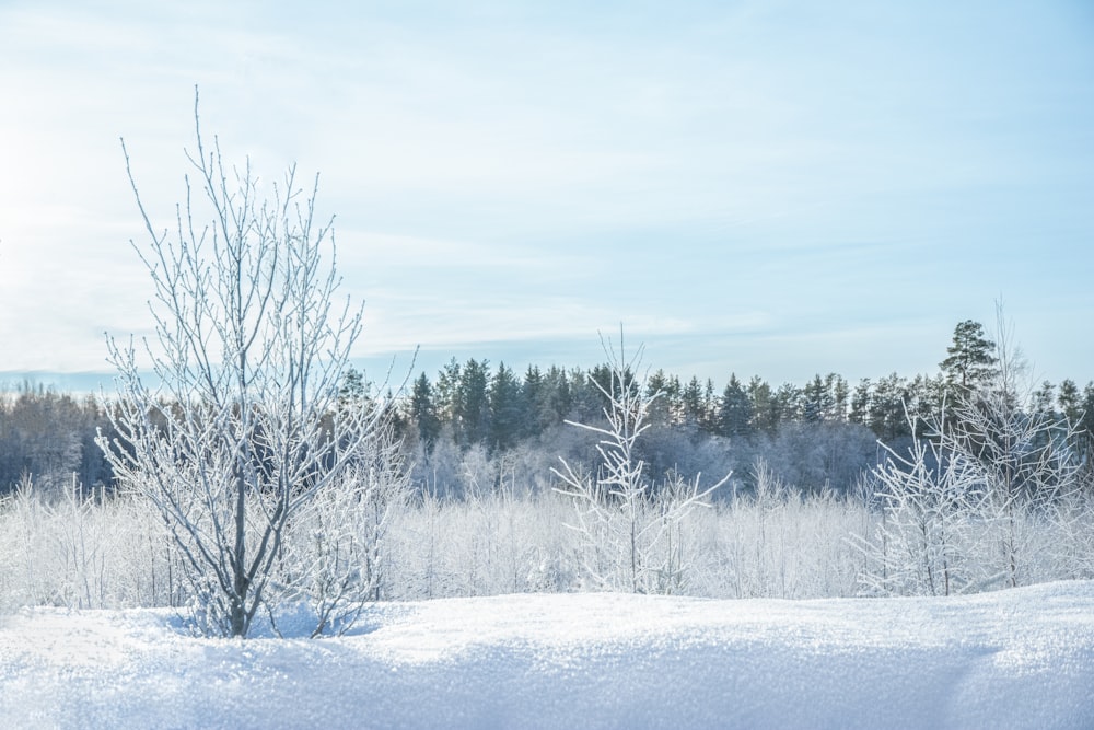 a snow covered field with trees in the background