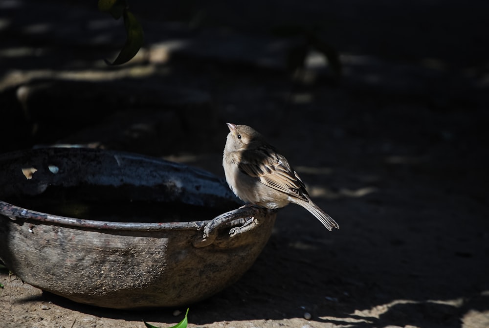 a small bird is standing on the edge of a bowl