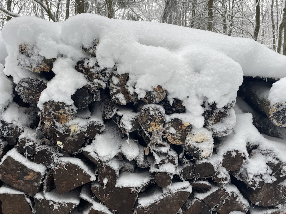 a pile of logs covered in snow in the woods