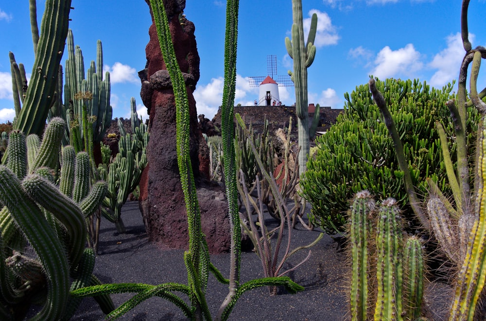 Ein Kaktusgarten mit einer Windmühle im Hintergrund
