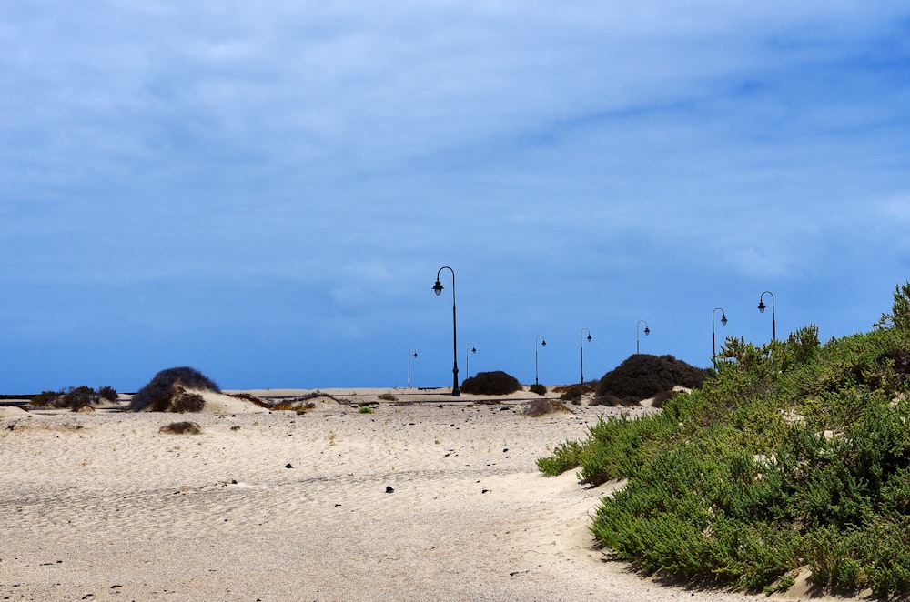 a sandy beach with a bunch of green plants