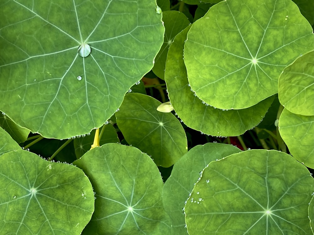 a group of green leaves with drops of water on them