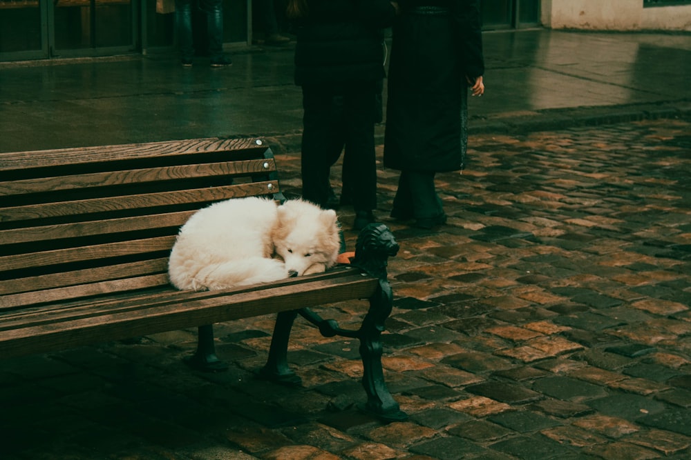 a small white dog sleeping on a wooden bench