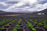A landscape featuring terraced fields with lush green plants growing on dark volcanic soil. Low, rocky walls divide the fields. Two white buildings are situated on the right, with a range of mountains in the background. The sky is overcast with heavy clouds, adding a dramatic element to the scene.